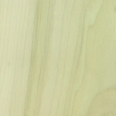 Poplar